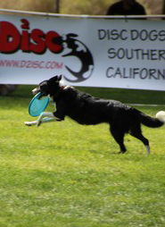 DiscDogs-s