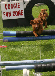 dogfunzone-s